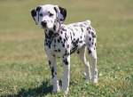 dalmatian-puppy.jpg